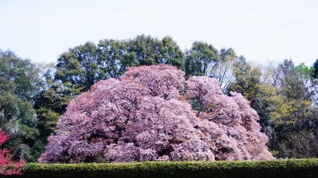 推定樹齢・300年　吉高の大桜（ヤマザクラ）