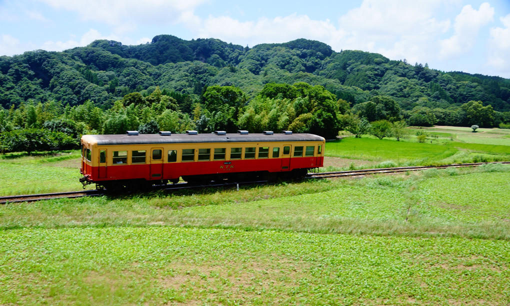 初夏の小湊鐡道編・3・草原の中を走る列車