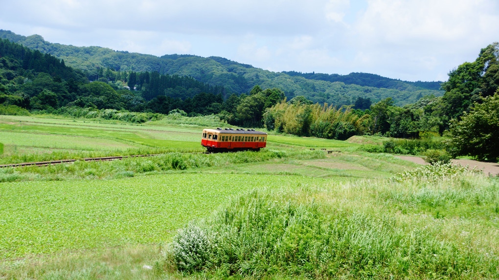 初夏の小湊鐡道編・3・草原の中を走る列車