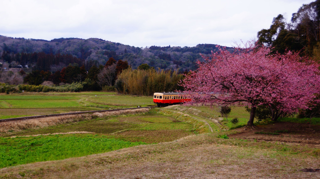 小湊鐡道と桜