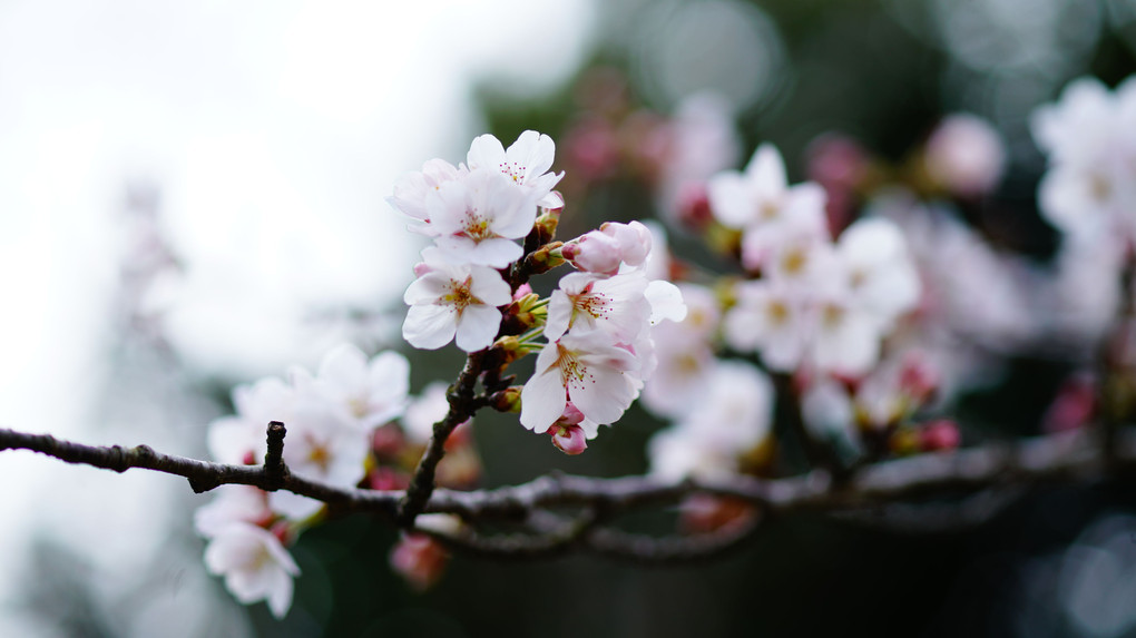 桜