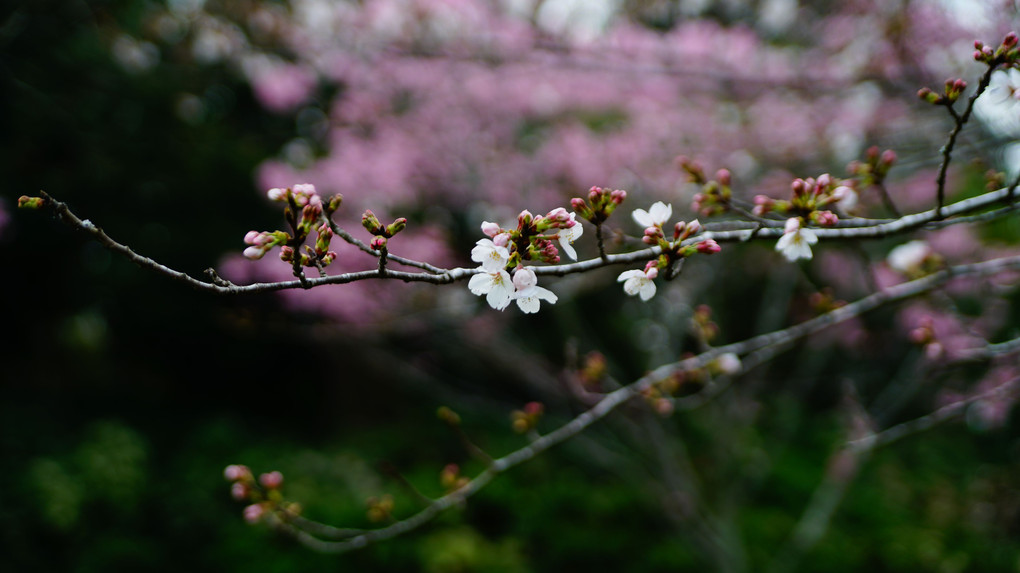 桜