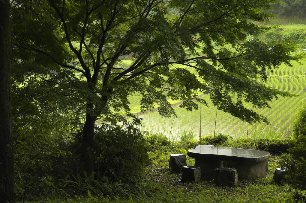 雨の聖護寺