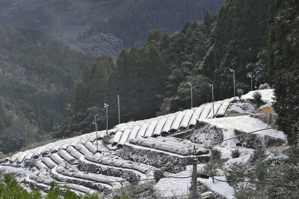 茶畑の雪化粧