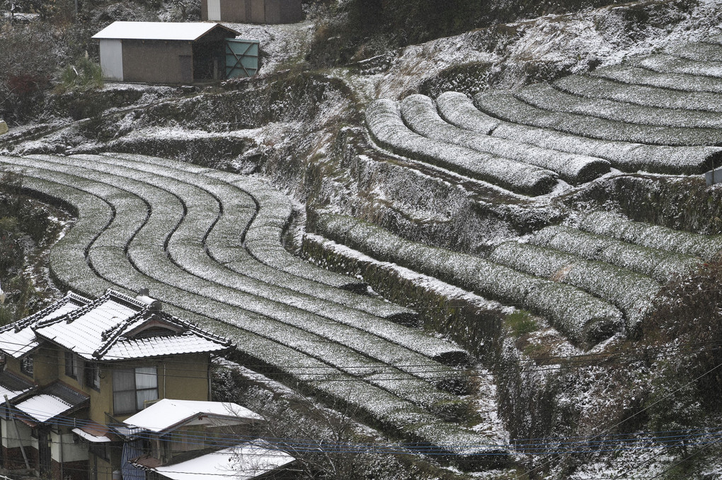 薄っすら雪化粧