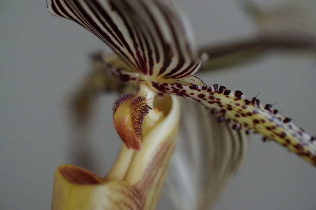 Paph.St.Swithin