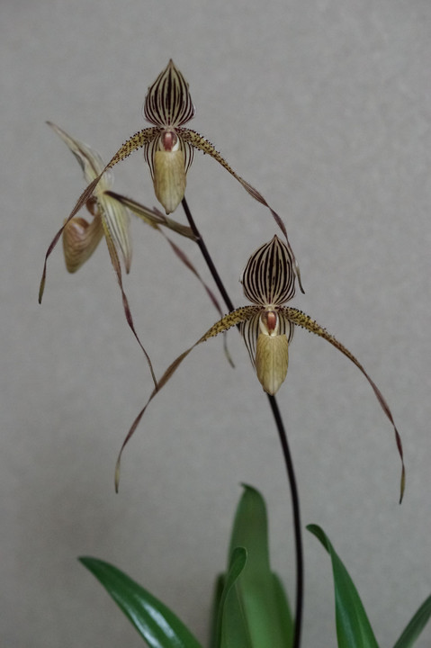 Paph St.Swithin 2019