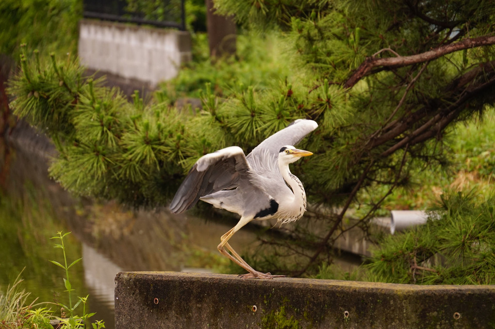 離陸