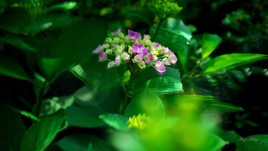 旬の花