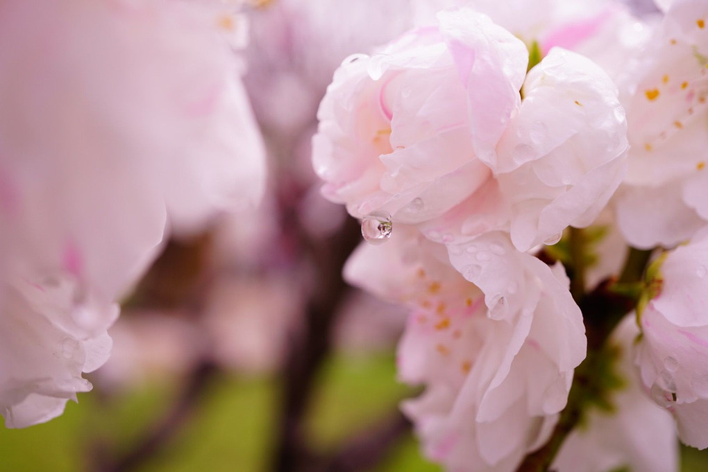 α体験　〜満開の桜を撮りに行こう〜