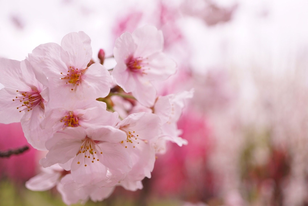 α体験　〜満開の桜を撮りに行こう〜