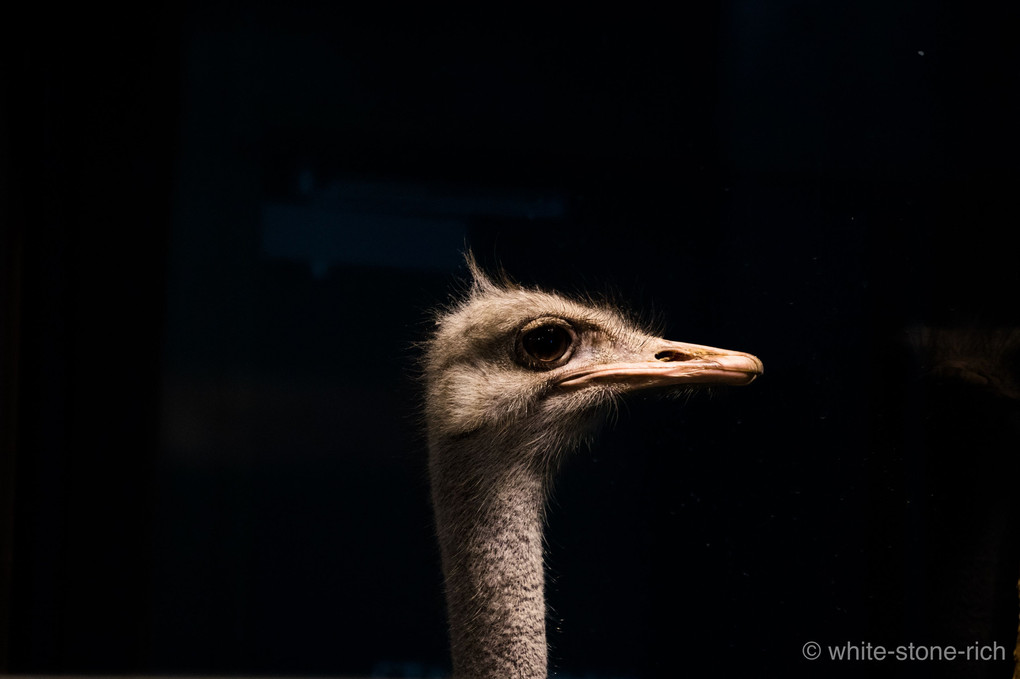 駝鳥の横顔