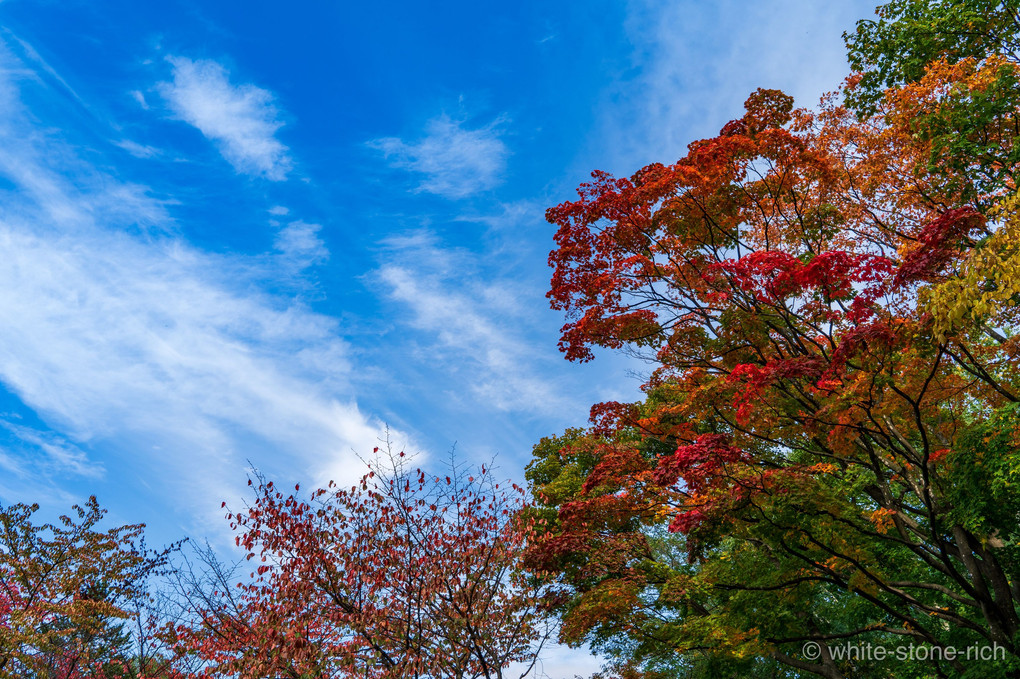 札幌の秋