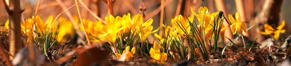 春の訪れ…黄色いクロッカス