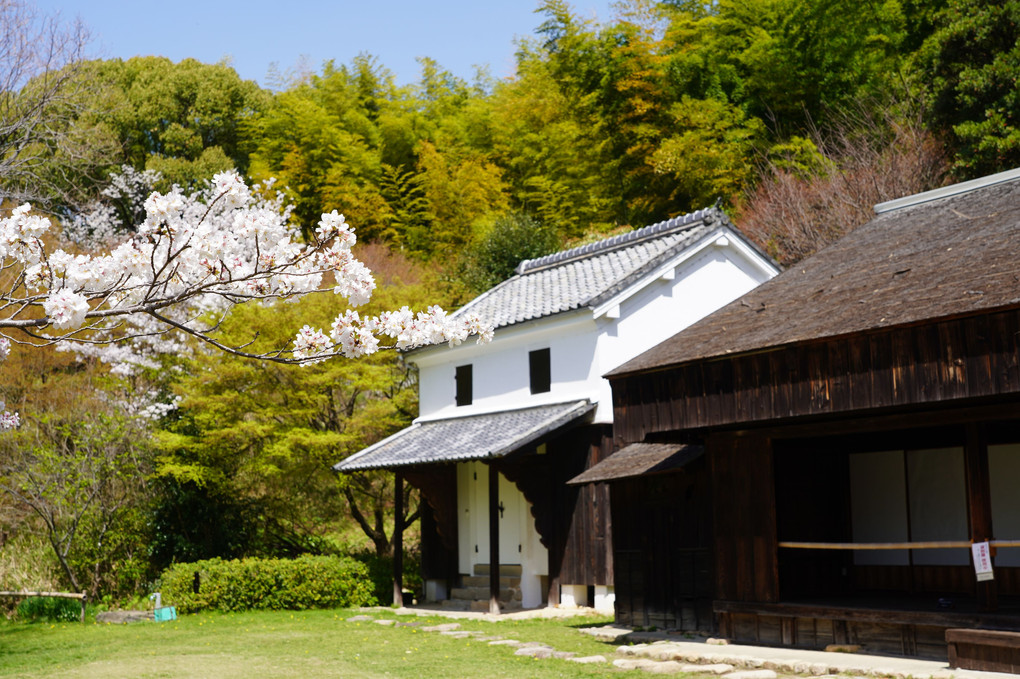 桜と…古民家②