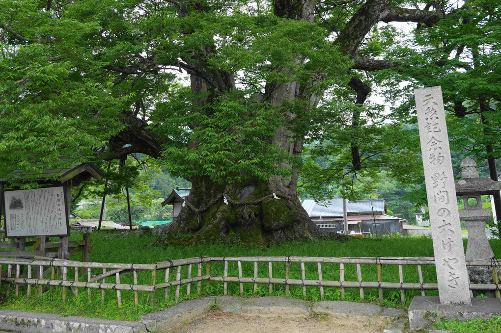 大阪能勢町…野間の大ケヤキ