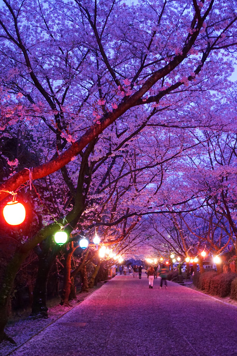 夕暮れの桜並木