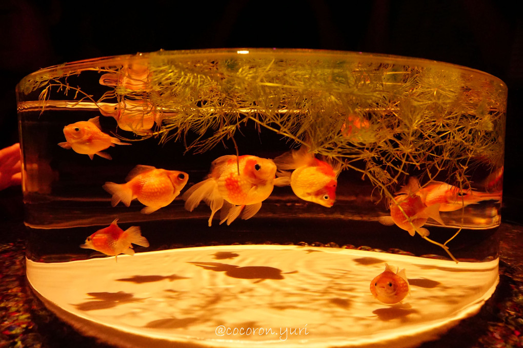 ぷっくら金魚