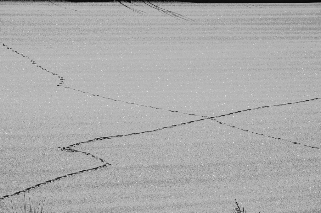 モノクロ　Winter footprints