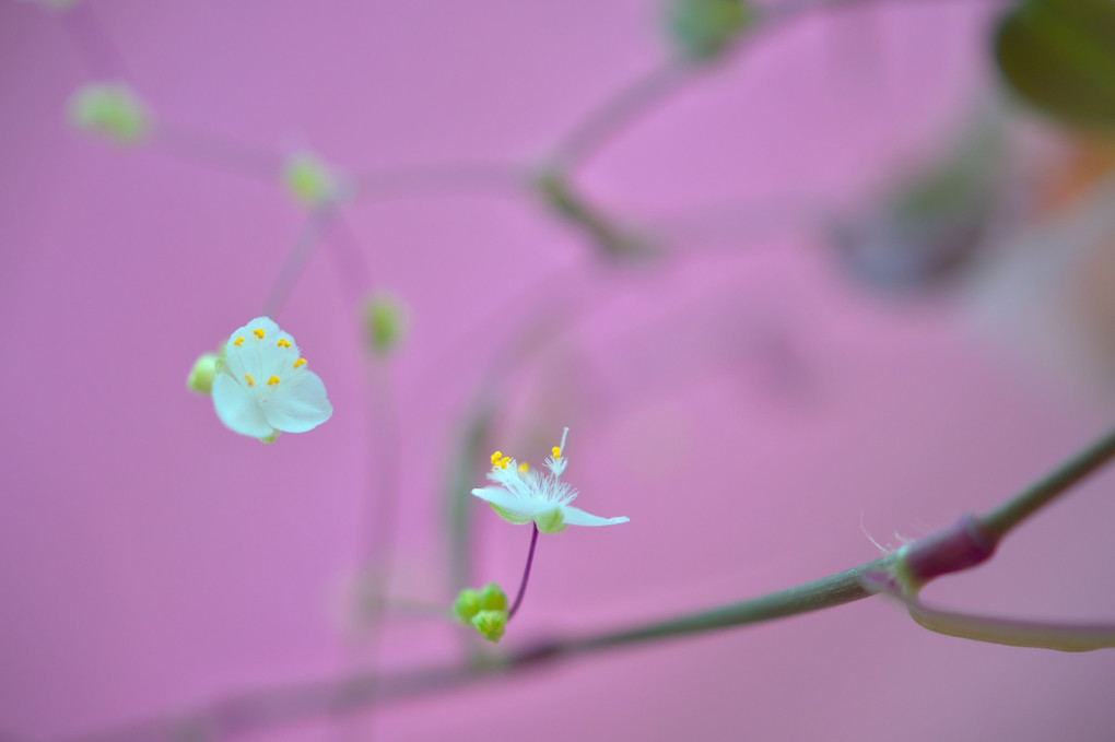 可憐な花と遊んでます