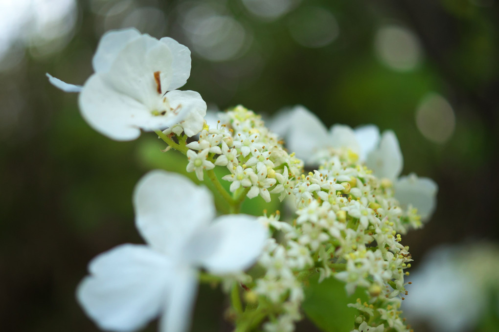 山の花