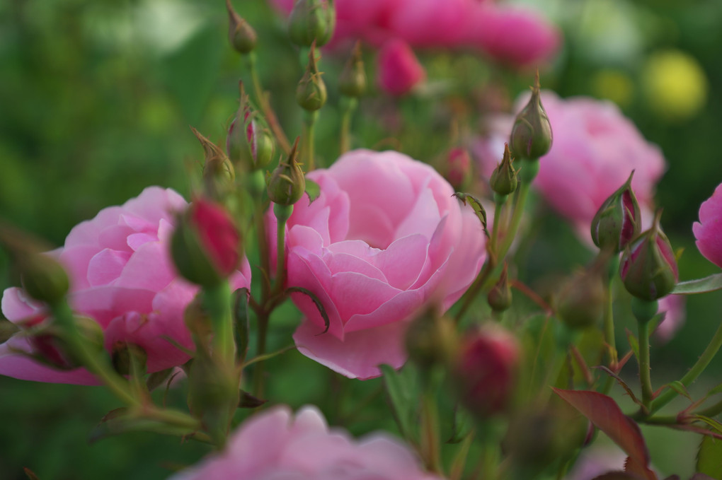 秘密の花園