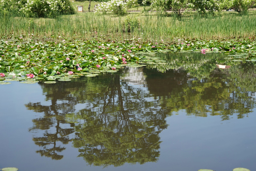 すいれんの咲く池