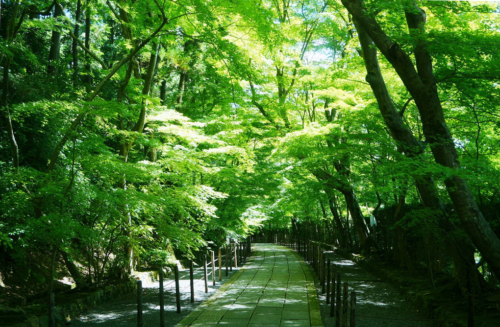 待ち遠しい紅葉