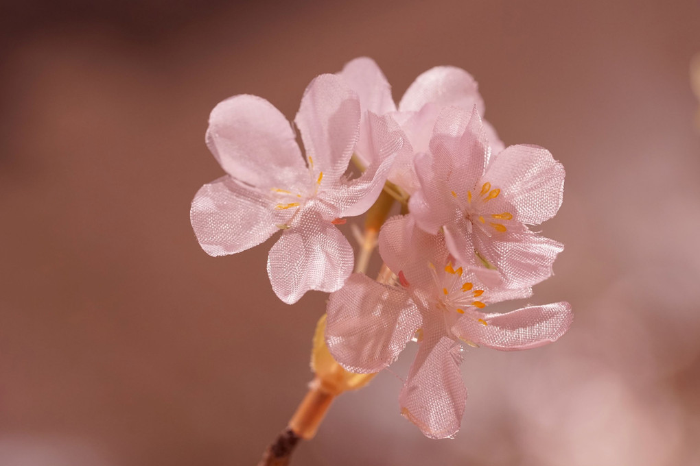 αcafe体験会大阪の知って楽しむ～満開の桜を撮ろう～に参加しました。