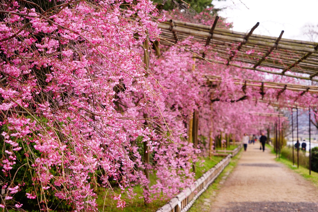 「半木(なからぎ)の道」の満開の桜です