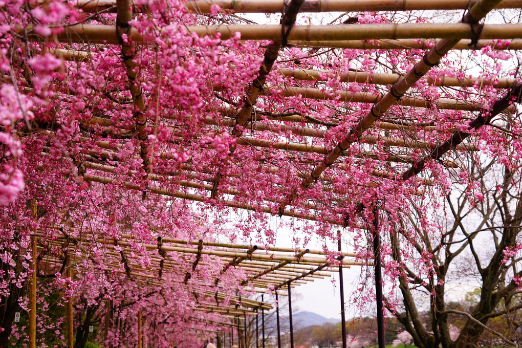 「半木(なからぎ)の道」の満開の桜です