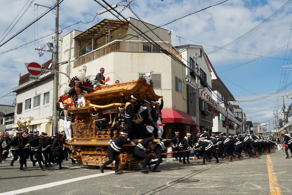 大阪・泉大津のだんじり祭です。