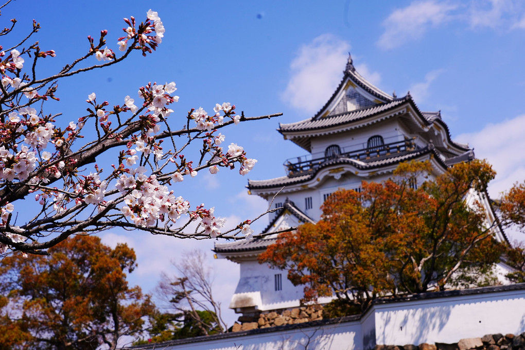 岸和田城の桜です