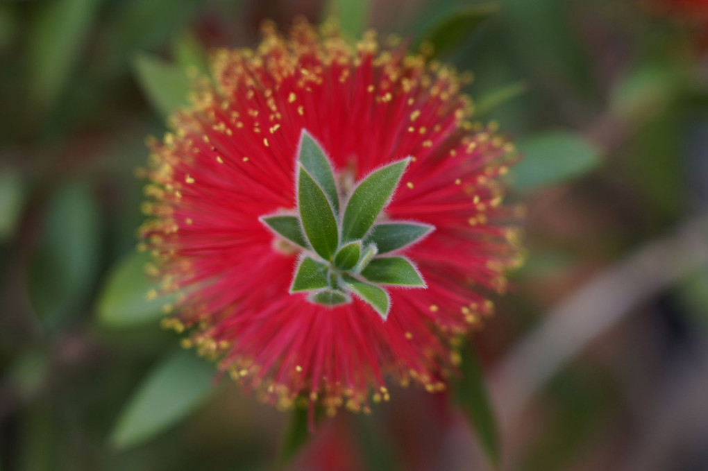 この花の名は？…ブラシの木、カリステモン…と教えて頂きました