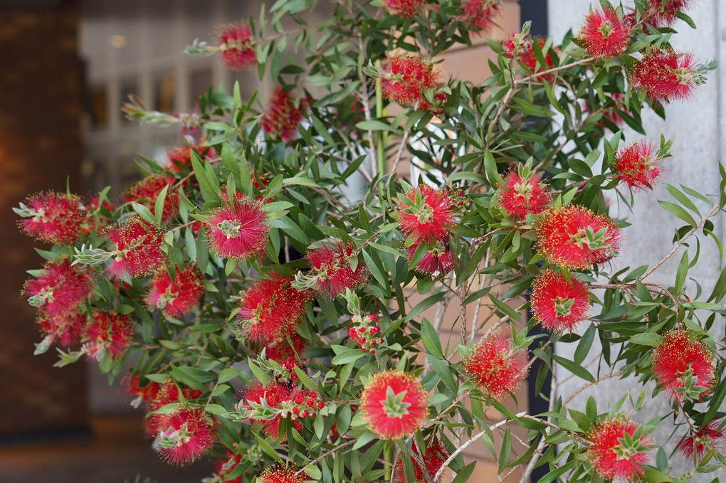 この花の名は？…ブラシの木、カリステモン…と教えて頂きました