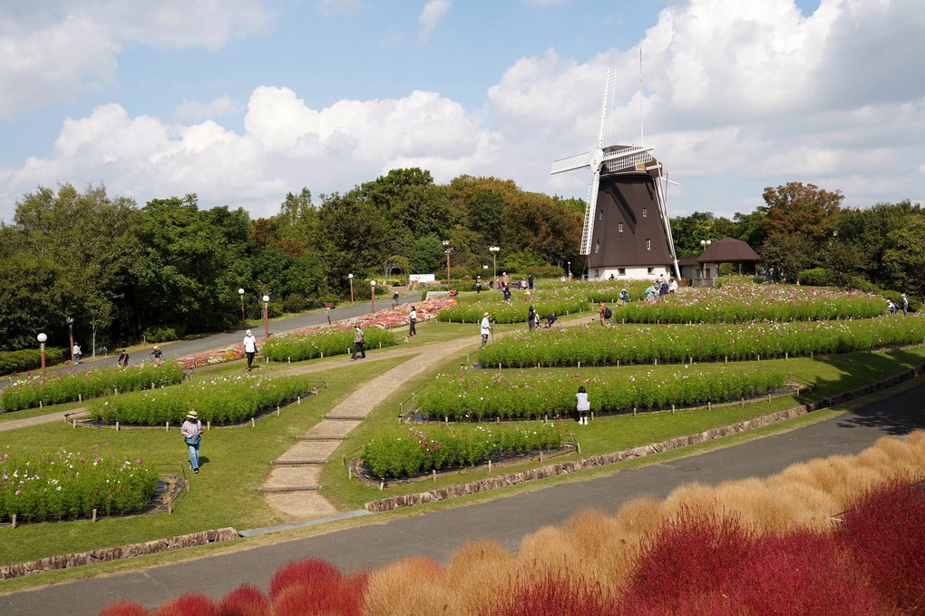 花博記念公園・鶴見緑地のコスモスです。