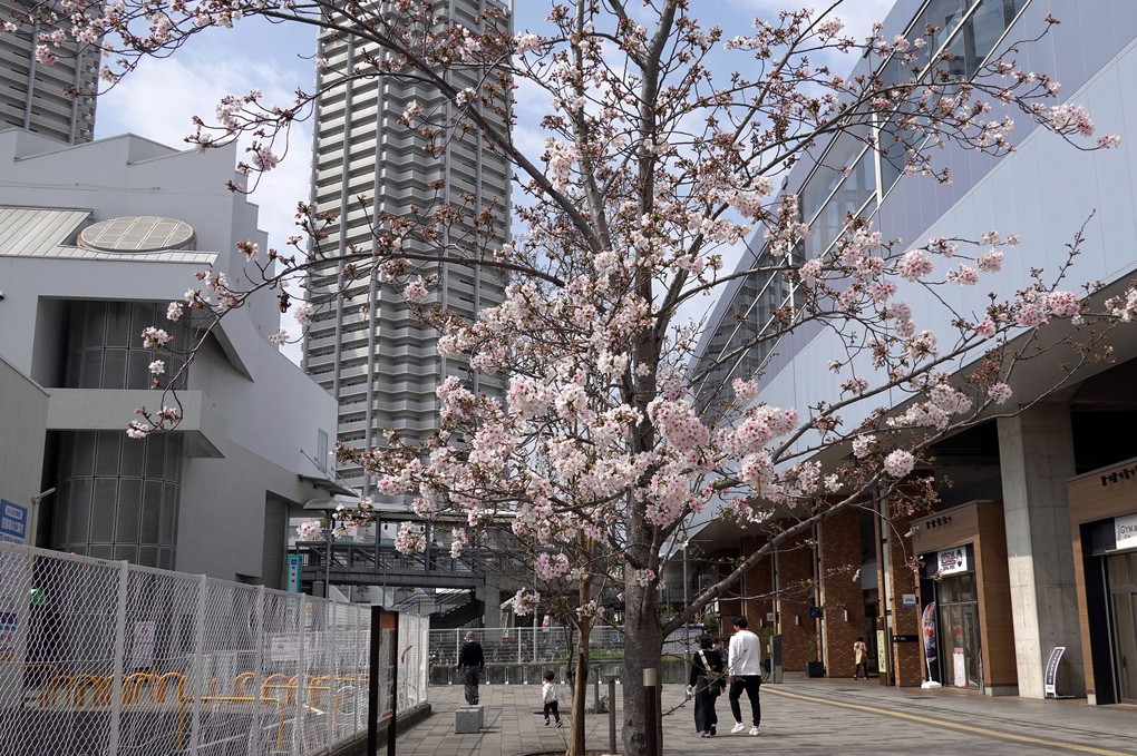 わが町の駅前、桜風景等