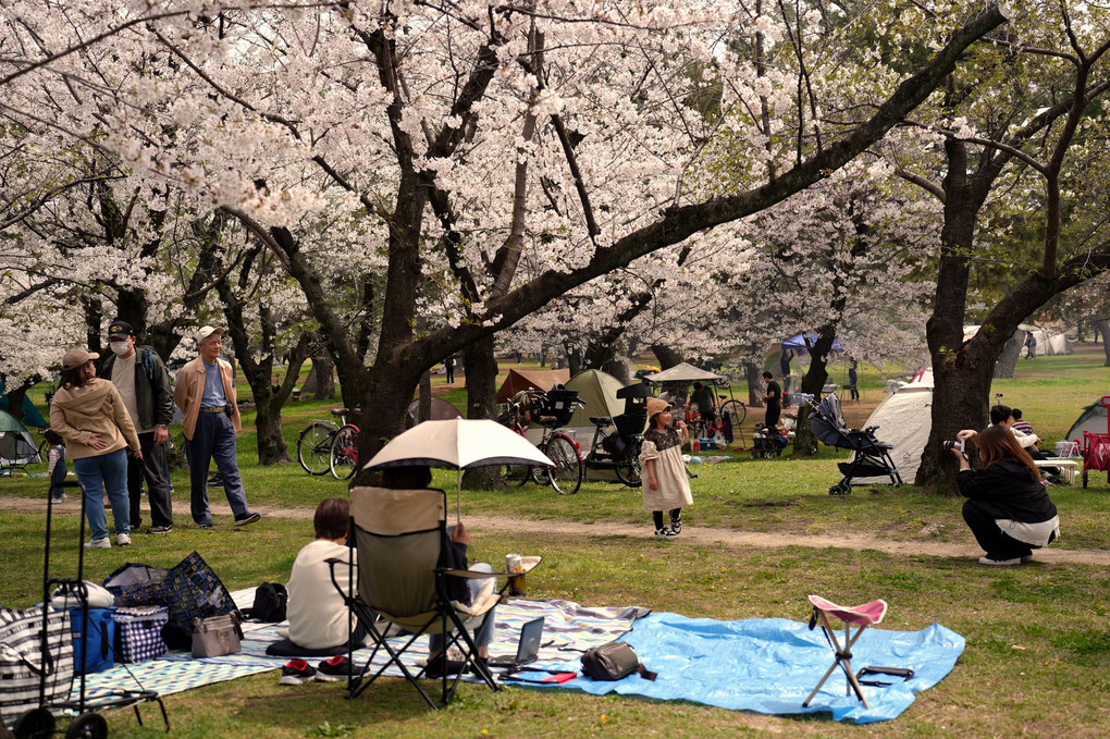 桜風景② 大阪府堺市の「浜寺公園の桜風景」です。
