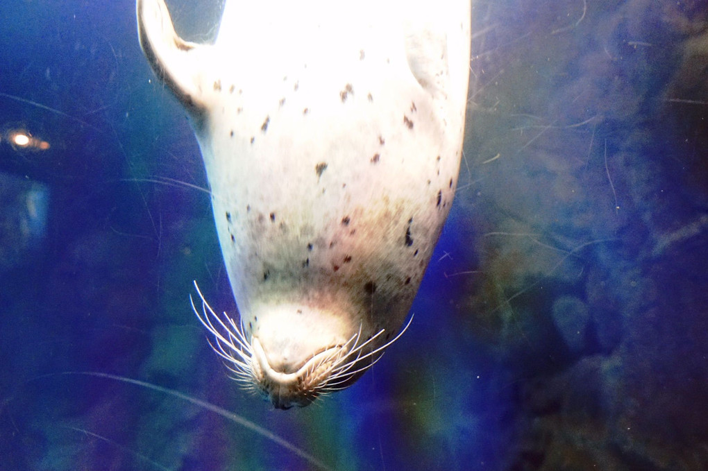 αcafe体験会大阪の～水族館を撮ろう＠海遊館～に参加しました