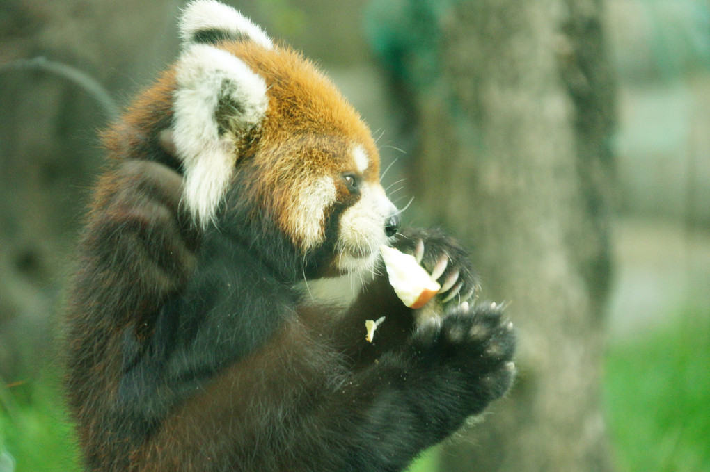 αcafe体験会大阪の～動物園で動物を撮ろう＠天王寺動物園～に参加しました