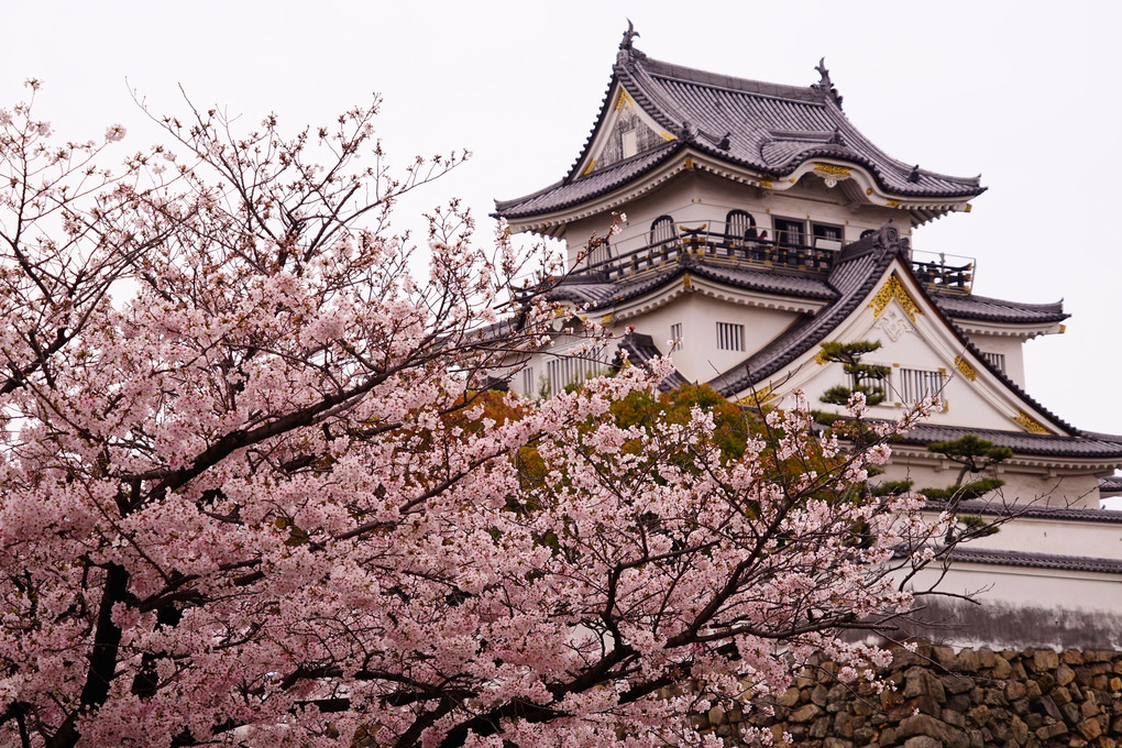 岸和田城の桜祭です