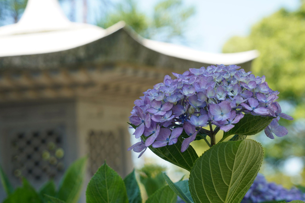 長慶寺の紫陽花です
