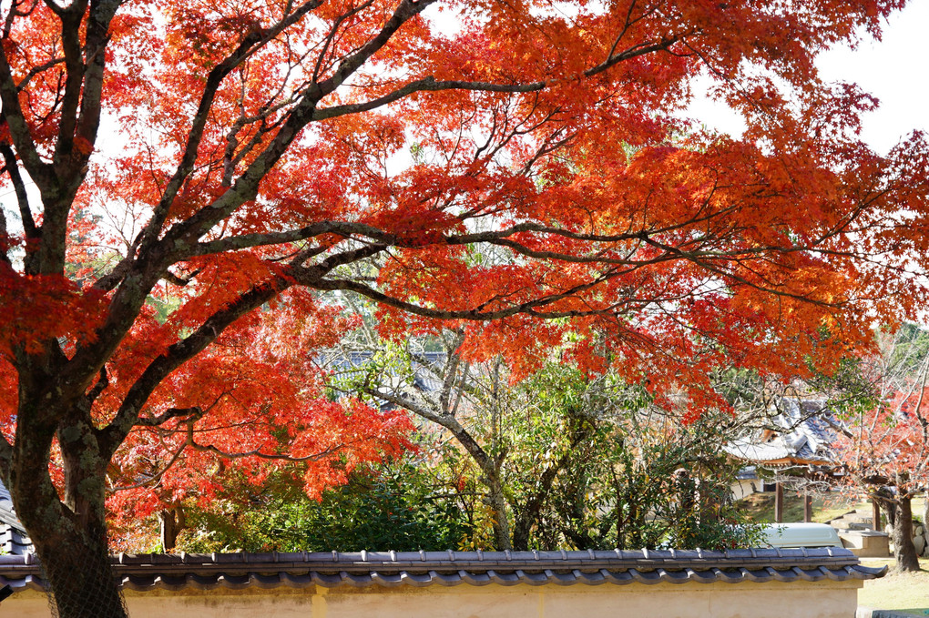 奈良公園の紅葉(少し早かったです)