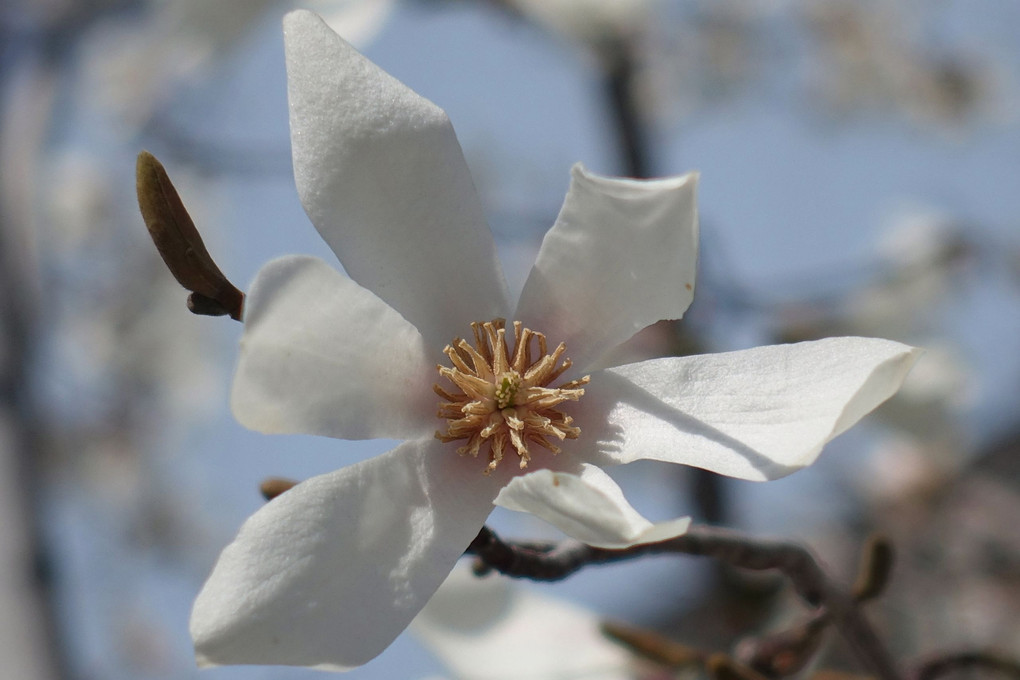 ひっそり咲く「コブシ」の花