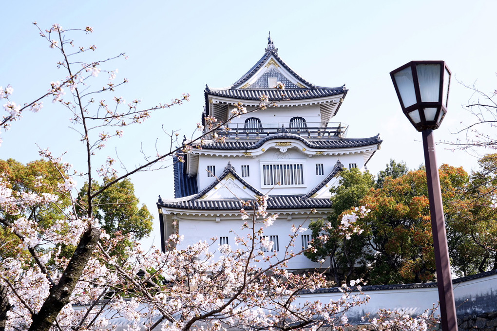 岸和田城の桜風景です