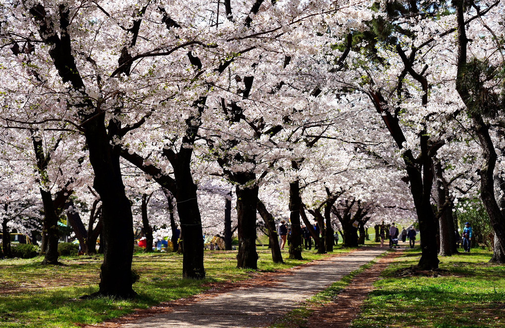 桜満開、春爛漫です