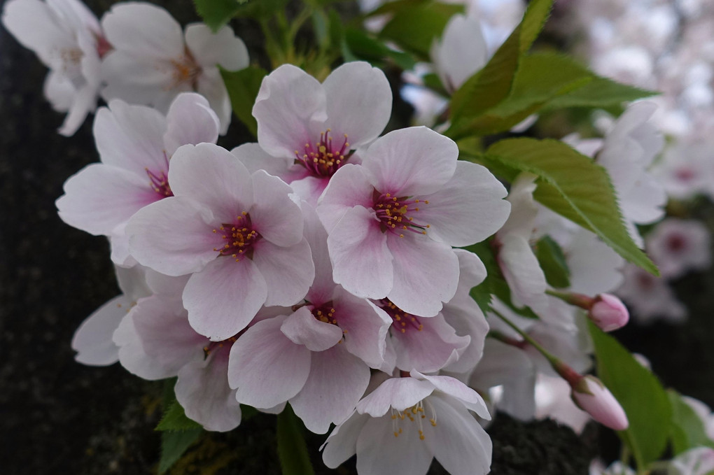 桜の花盛り