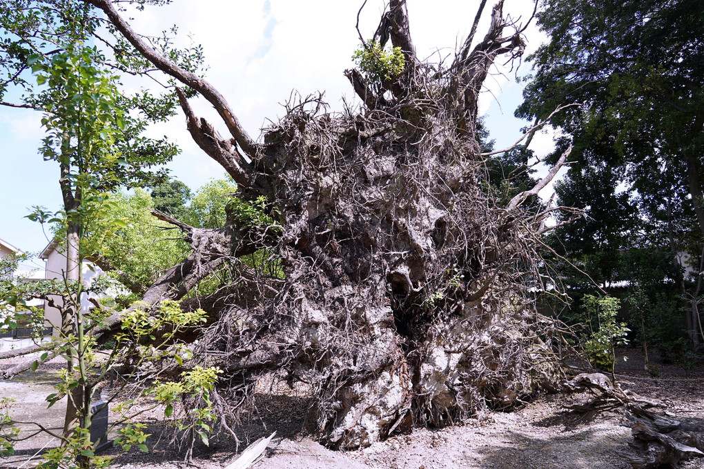 生命力…倒木から幼木が生えてくる自然の力