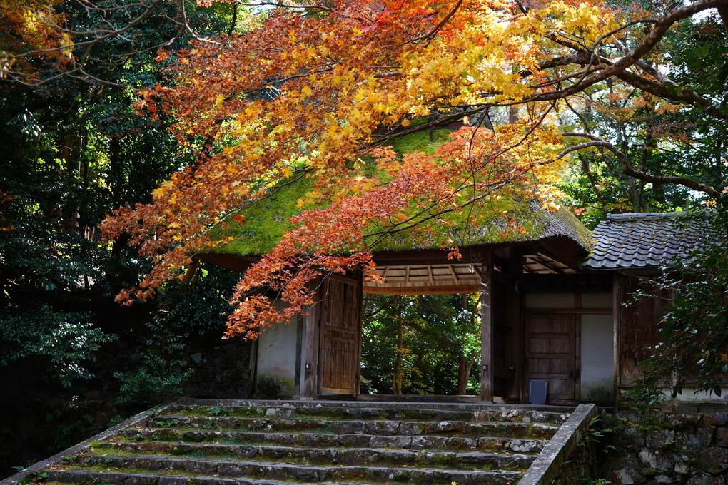晩秋の京都散策(その1)