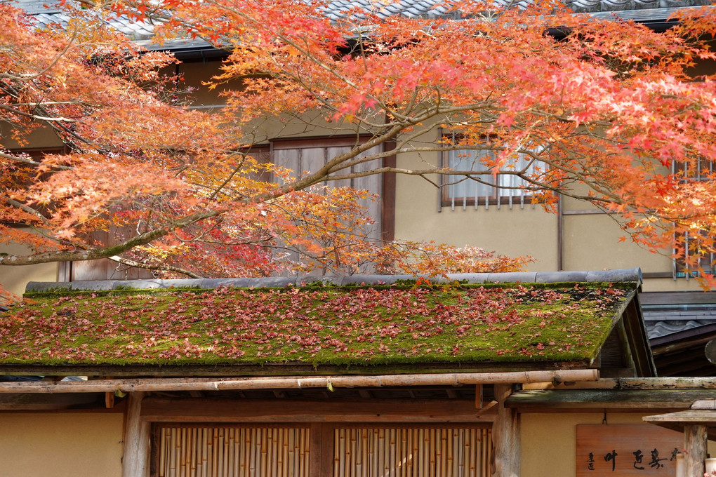 晩秋の京都散策(その3、哲学の道にて)